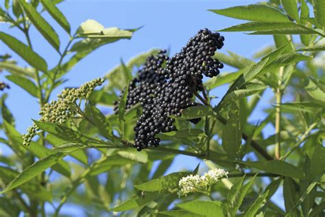 types of elderberry plants